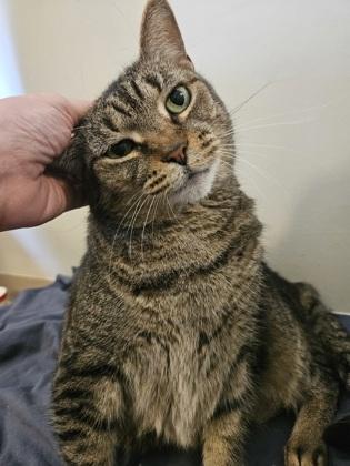 Enlarge Meetza, a Adoptable mixed breed in Largo, FL image 1/3