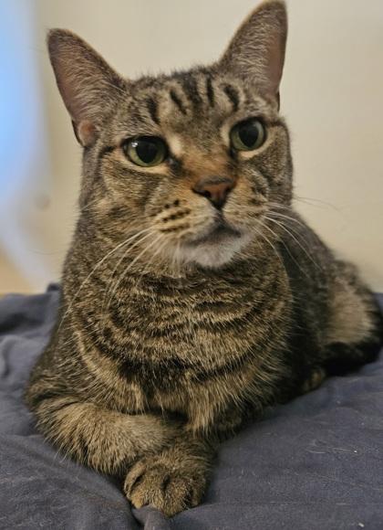 Enlarge Meetza, a Adoptable mixed breed in Largo, FL image 2/3