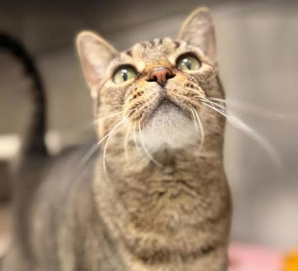 Meetza, Adoptable, Adult Female Domestic Short Hair & Domestic Short Hair.