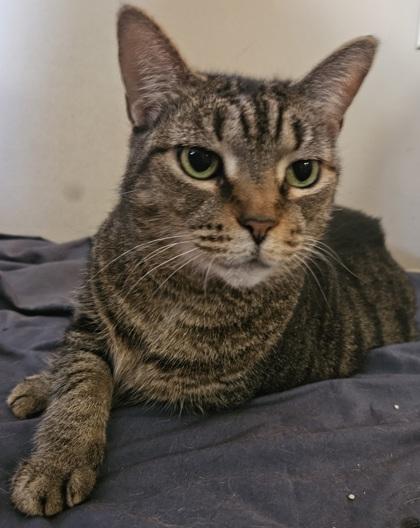 Enlarge Meetza, a Adoptable mixed breed in Largo, FL image 3/3