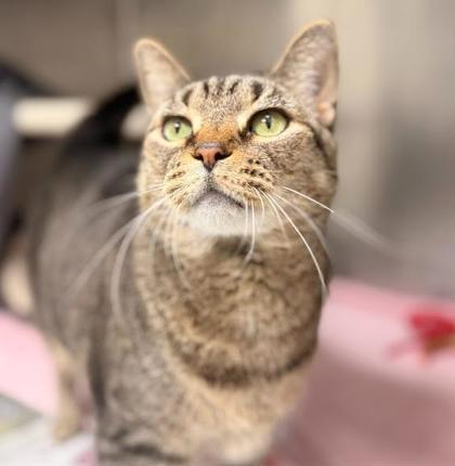 Meetza, a Adoptable mixed breed in Largo, FL image 2/3