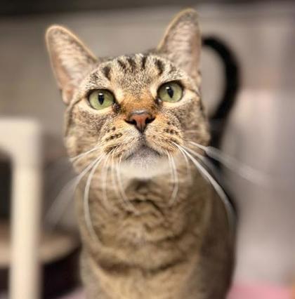 Meetza, a Adoptable mixed breed in Largo, FL image 3/3