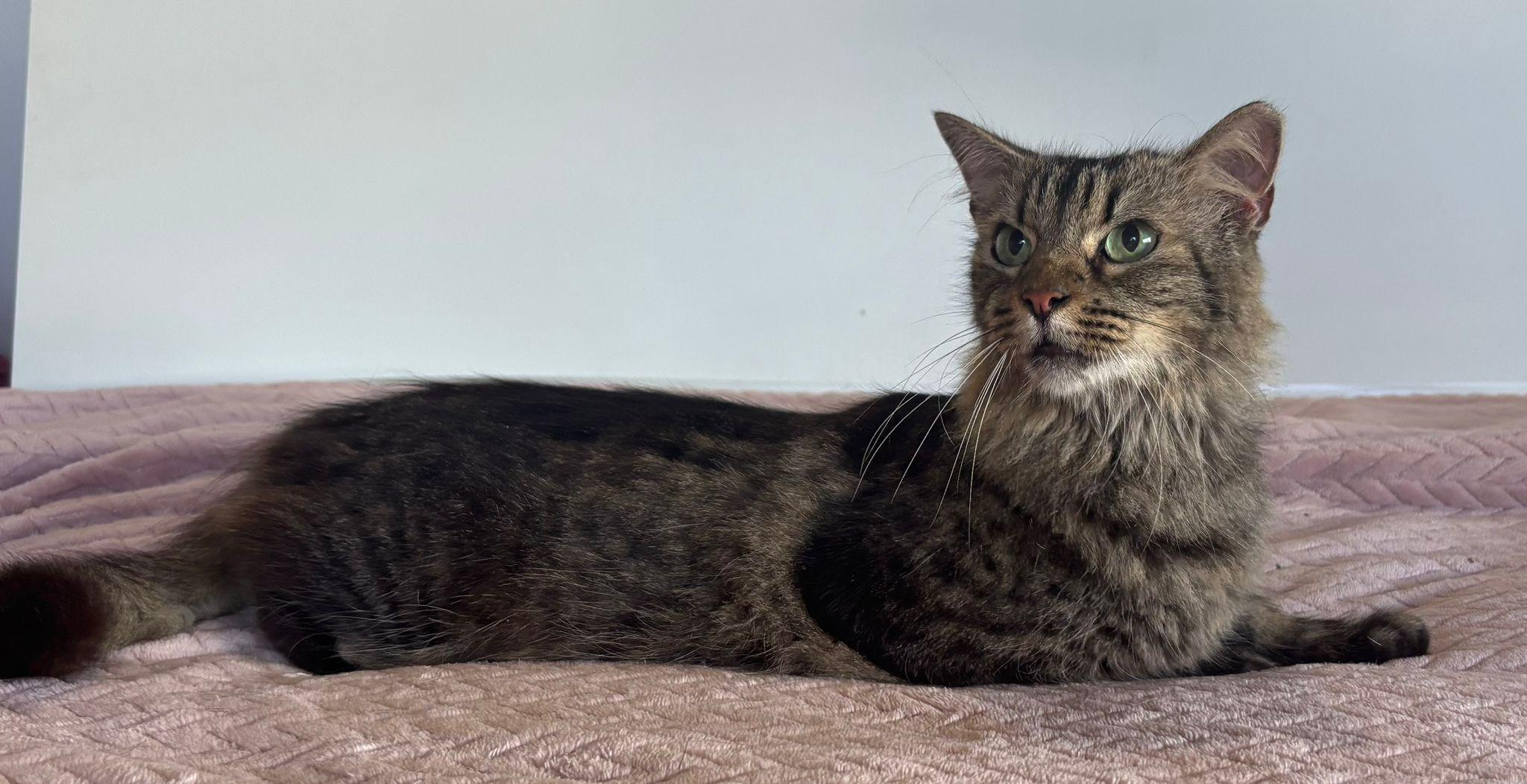 Enlarge Tily, a Adoptable Domestic Medium Hair in Berlin, CT image 3/6