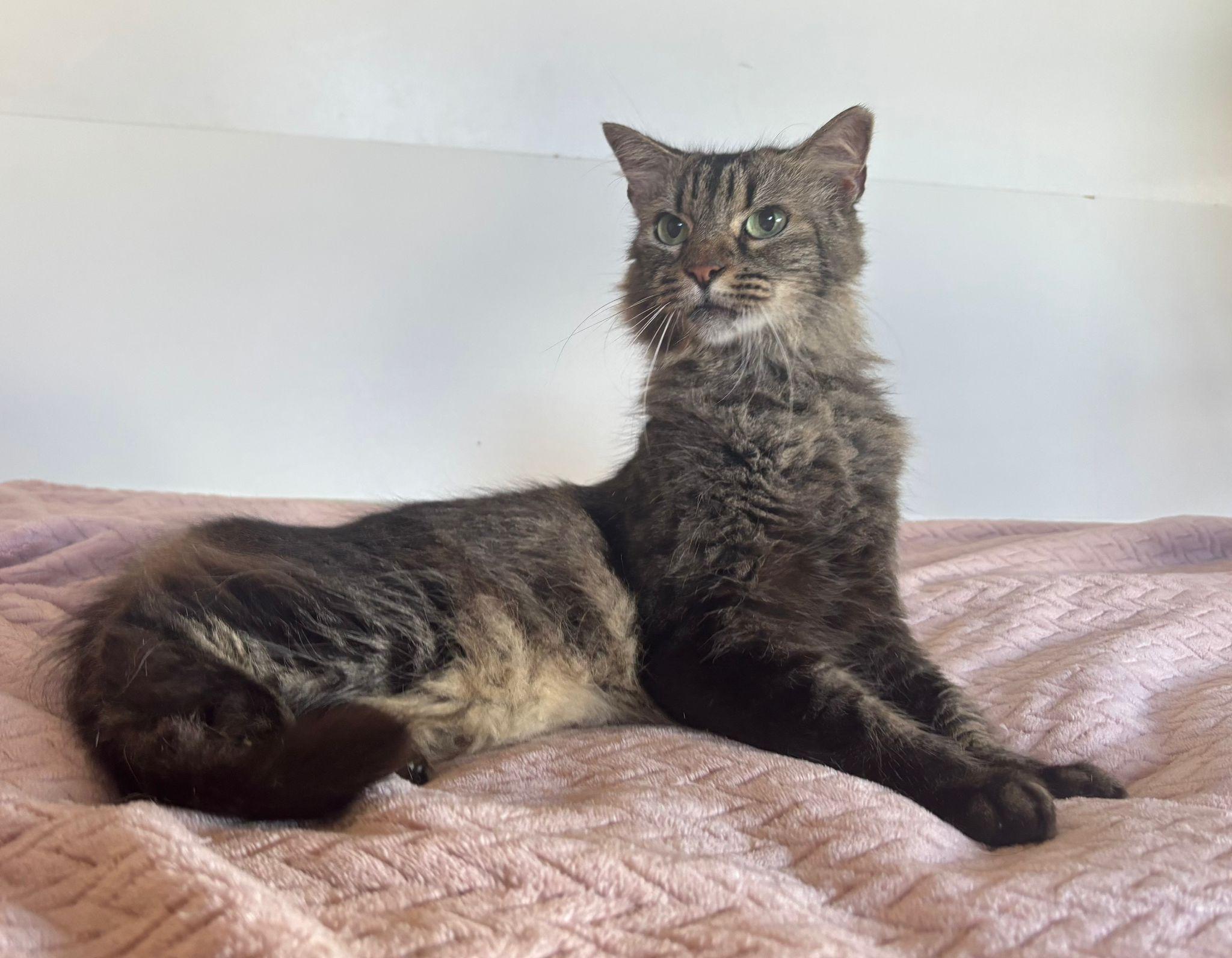 Enlarge Tily, a Adoptable Domestic Medium Hair in Berlin, CT image 2/6