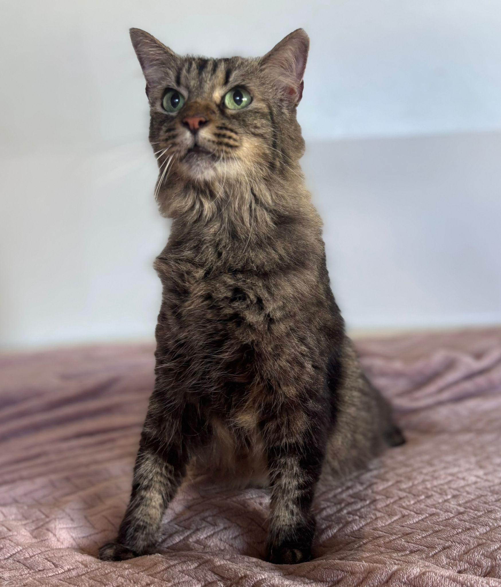 Enlarge Tily, a Adoptable Domestic Medium Hair in Berlin, CT image 6/6