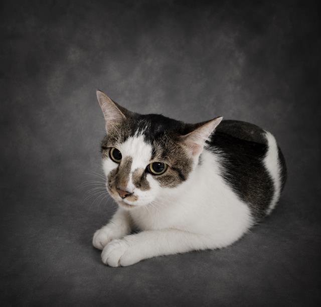 ANGUS, Adoptable, Adult Male Domestic Short Hair.