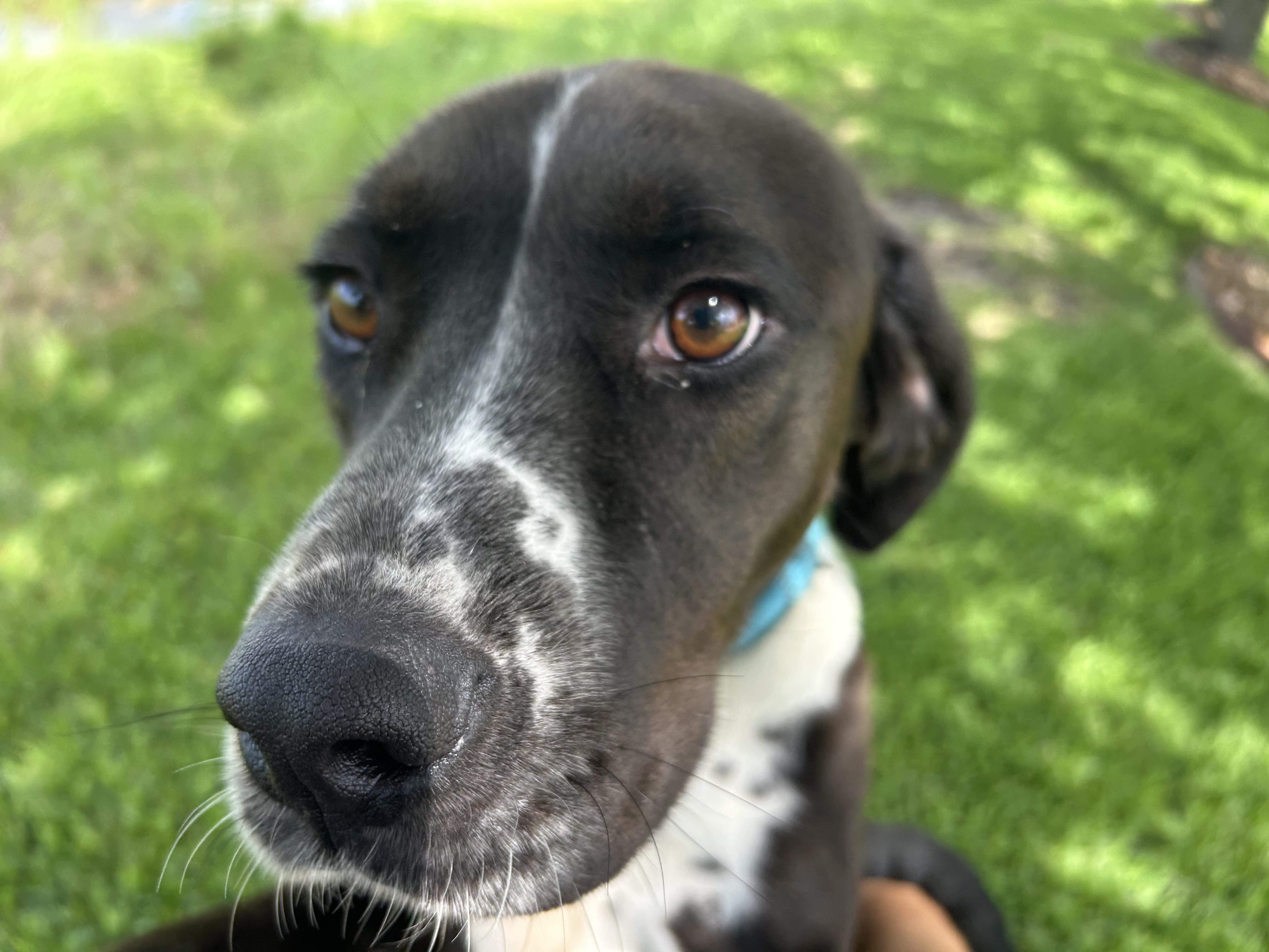 Day Day, a Adopted mixed breed in Portland, ME image 1/5