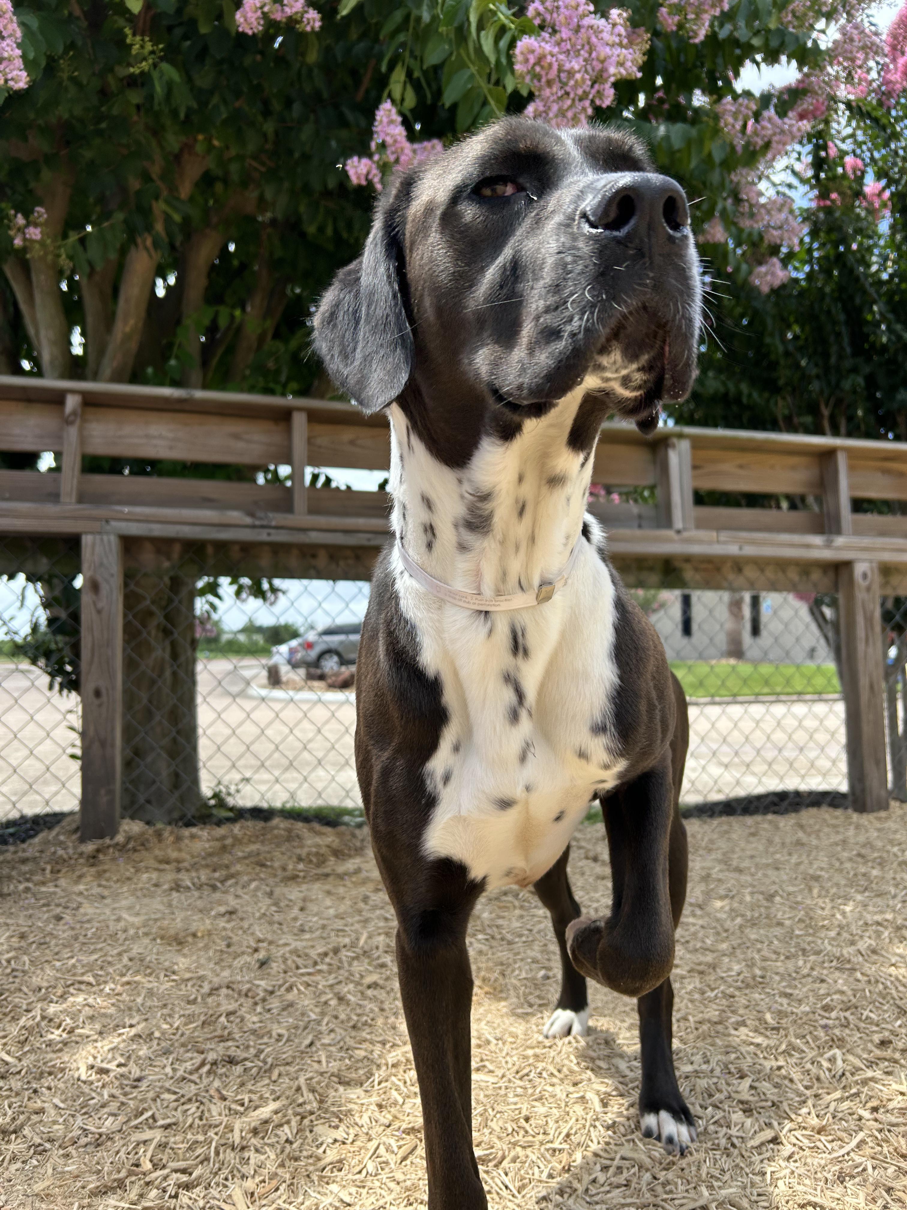 Day Day, a Adopted mixed breed in Portland, ME image 4/5