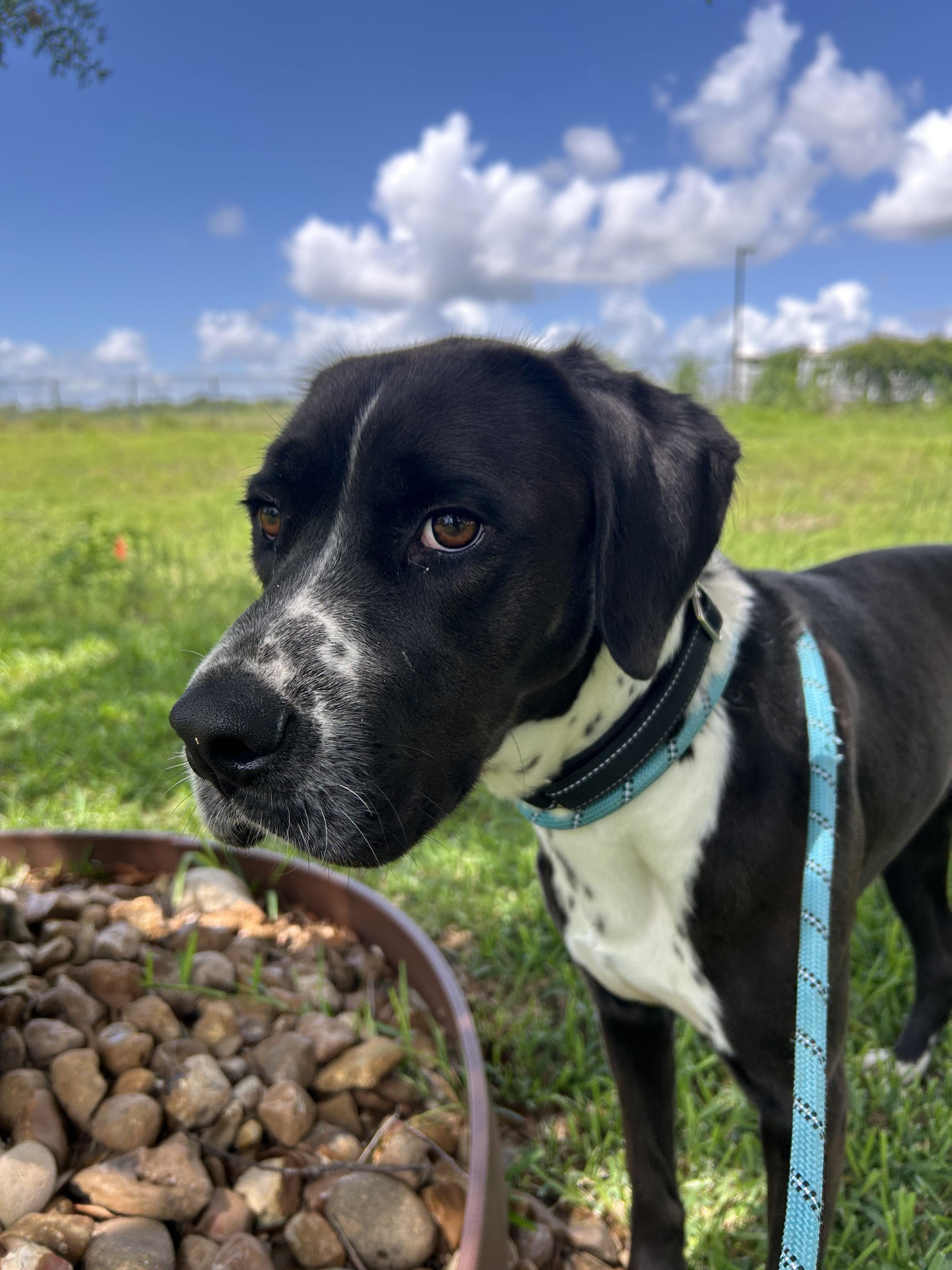 Day Day, a Adopted mixed breed in Portland, ME image 3/5