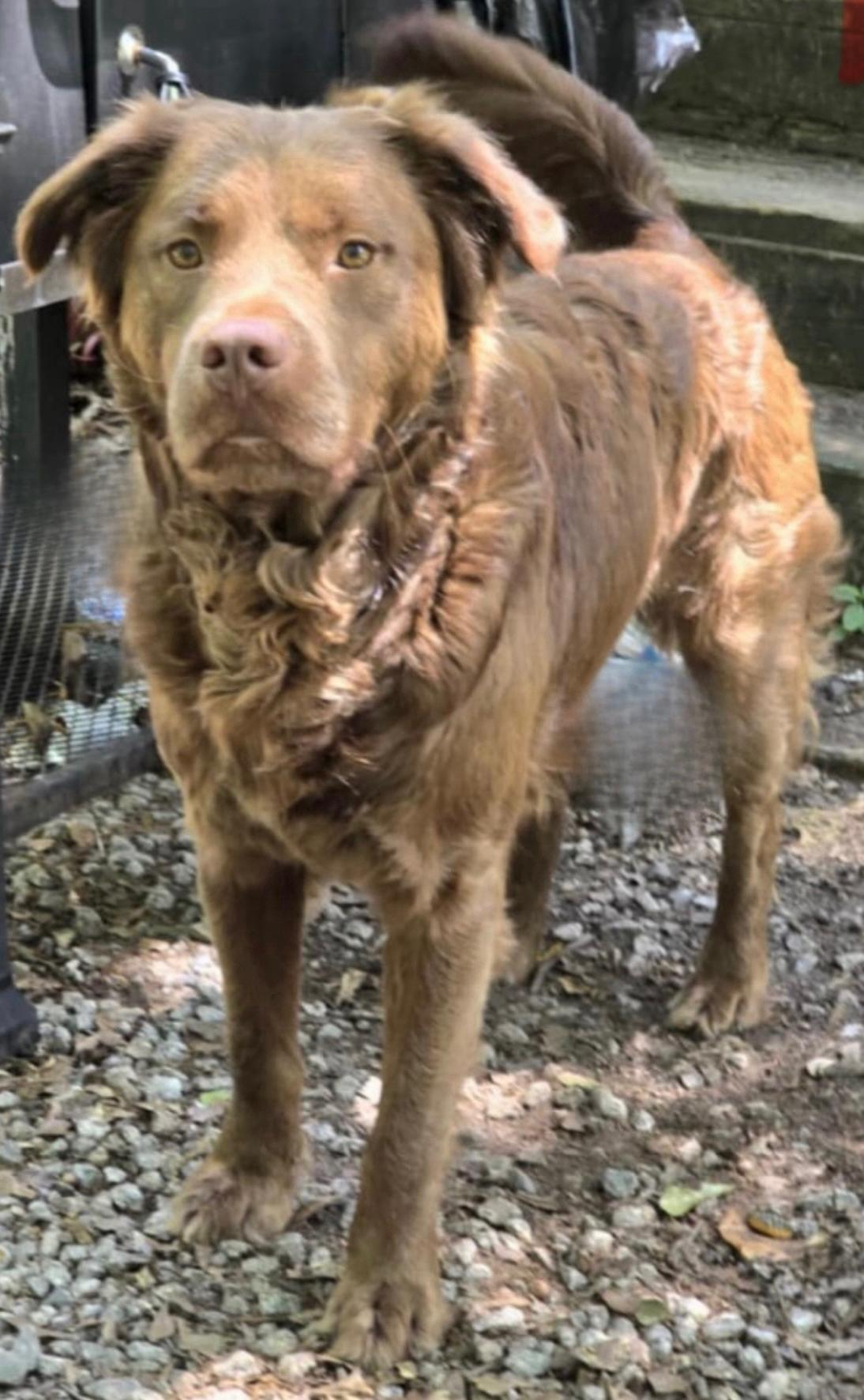Copper, an adoptable Labrador Retriever & Golden Retriever Mix in York, SC_image-1