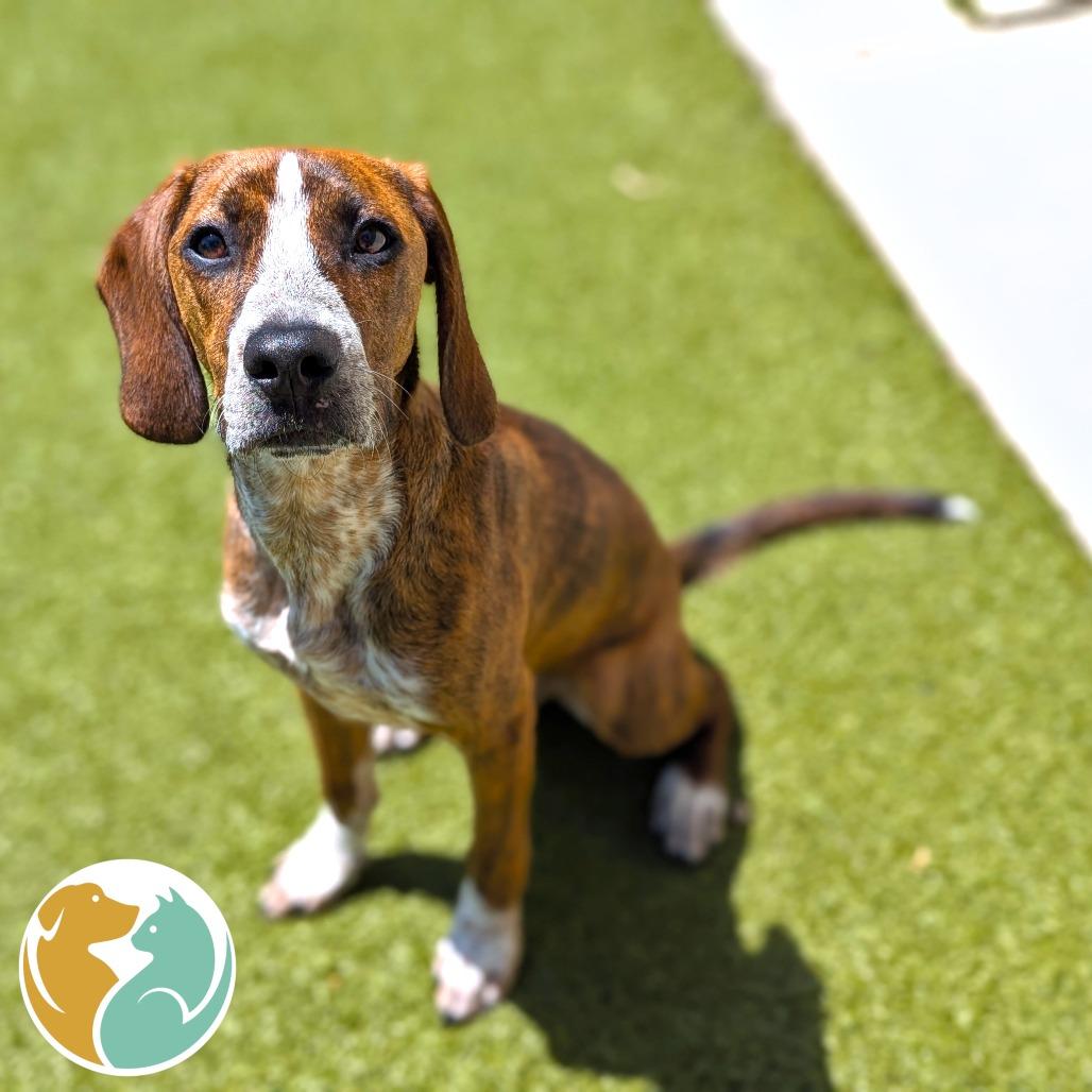 Enlarge T-Rex, a Adoptable mixed breed in Toledo, OH image 1/2