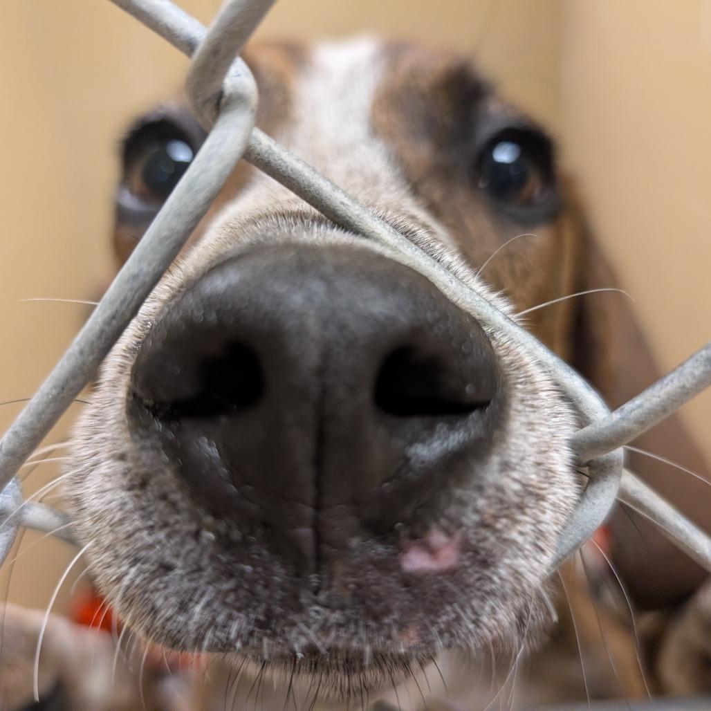 Enlarge T-Rex, a Adoptable mixed breed in Toledo, OH image 2/2
