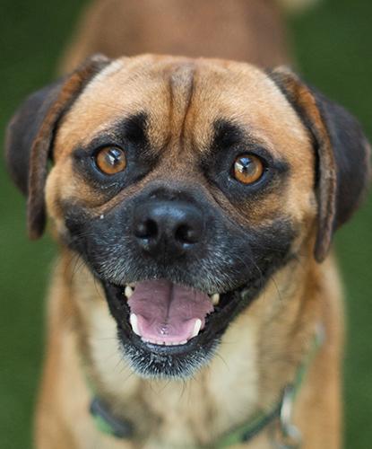 Enlarge Dr. Hogly Wogly, a Adopted mixed breed in Encinitas, CA image 1/1