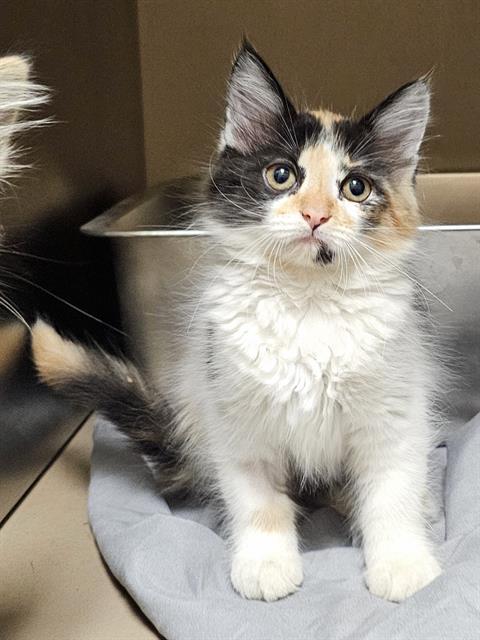 GERALDINE, Adoptable, Kitten Female Domestic Medium Hair.