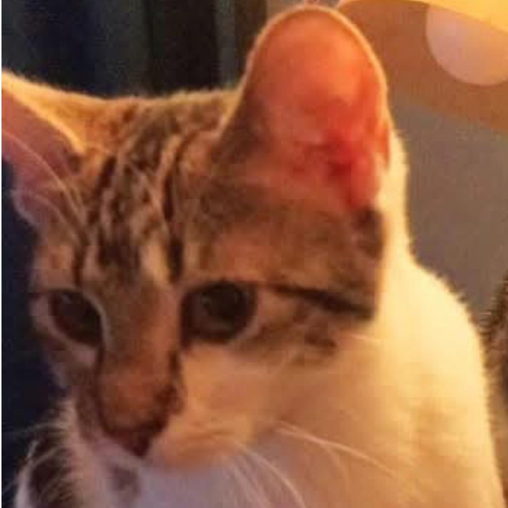 Hailey, Adoptable, Young Female American Shorthair.