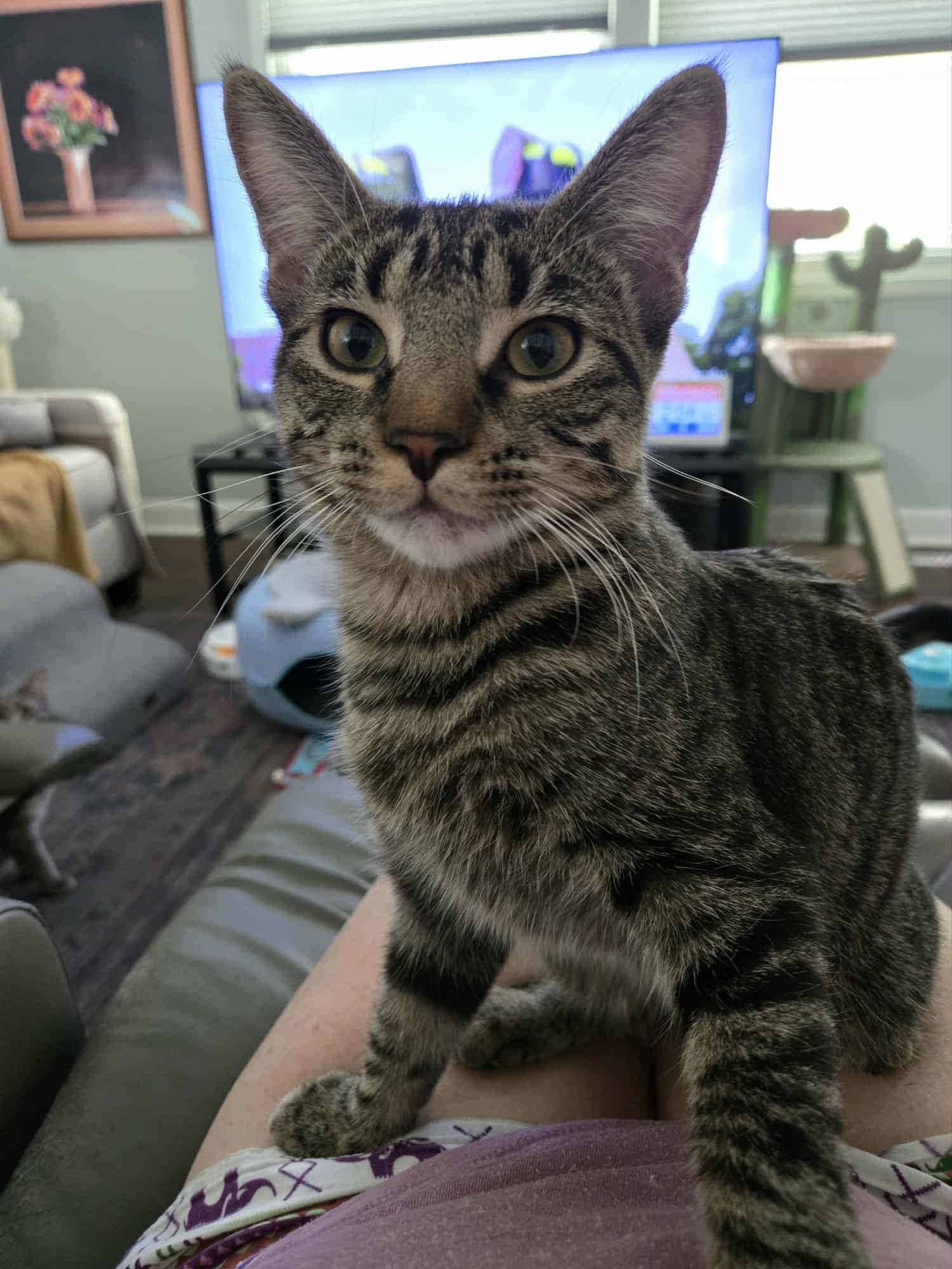 Enlarge Lucy & Ethel, a Adoptable Domestic Short Hair in Overland Park, KS image 2/5