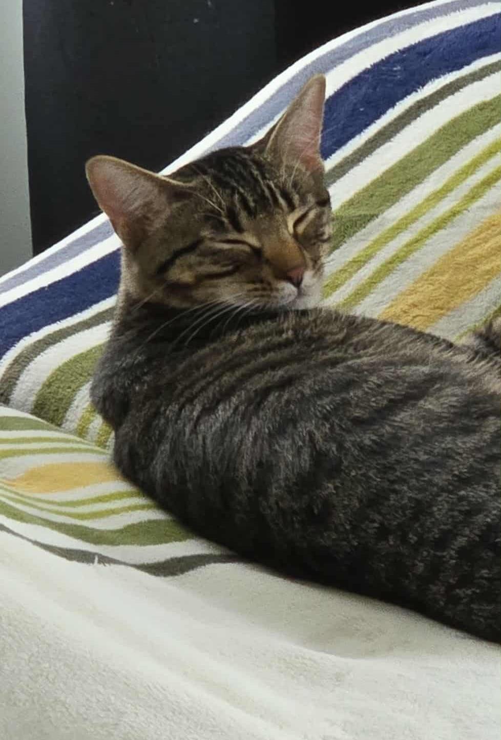 Enlarge Lucy & Ethel, a Adoptable Domestic Short Hair in Overland Park, KS image 3/5