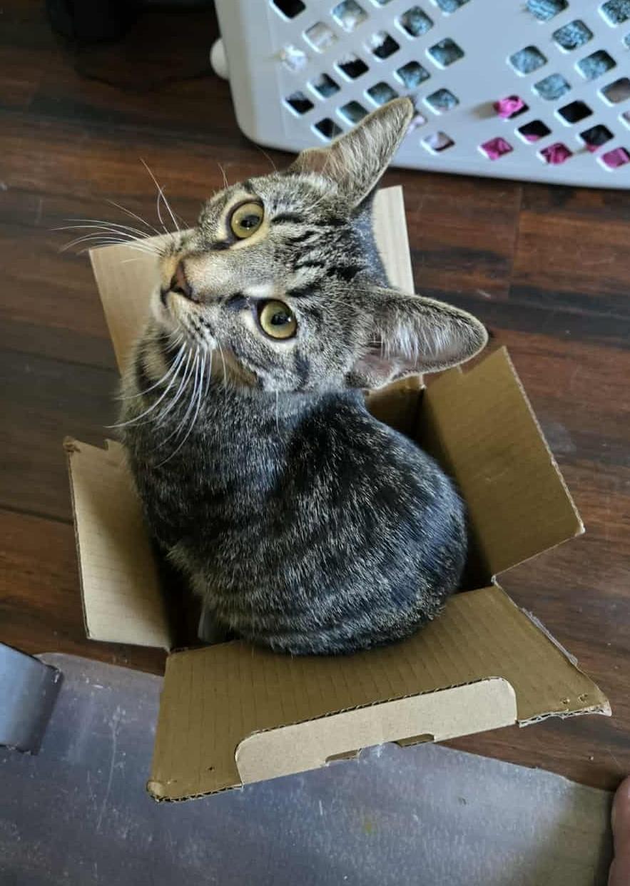 Enlarge Lucy & Ethel, a Adoptable Domestic Short Hair in Overland Park, KS image 5/5