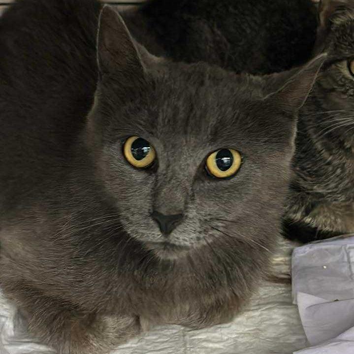 Enlarge Glowstick 55409, a Adoptable mixed breed in Eaton Rapids, MI image 4/4