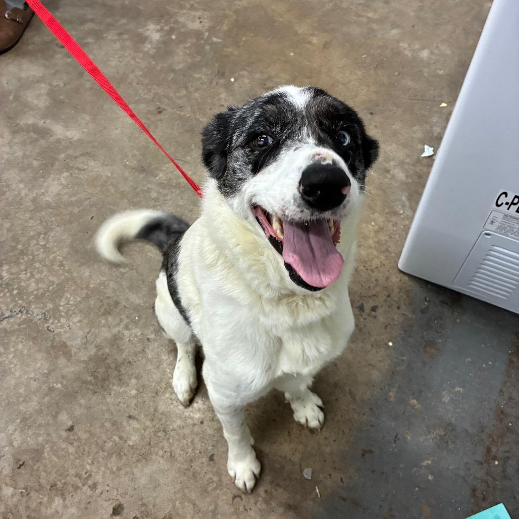 Enlarge Gracie, a Adoptable mixed breed in Corbin, KY image 2/5