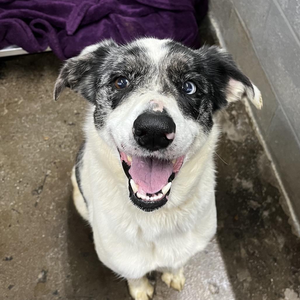 Enlarge Gracie, a Adoptable mixed breed in Corbin, KY image 3/5