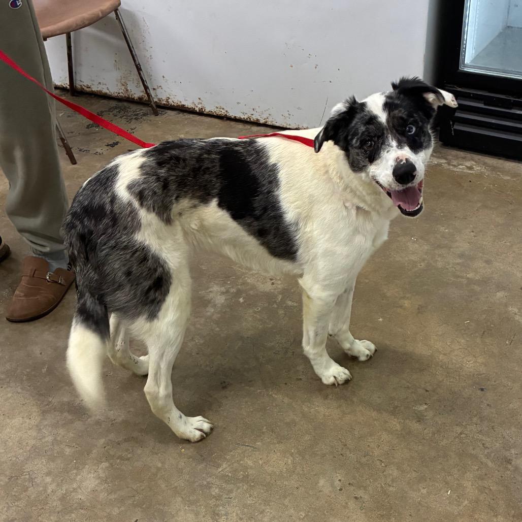 Enlarge Gracie, a Adoptable mixed breed in Corbin, KY image 4/5