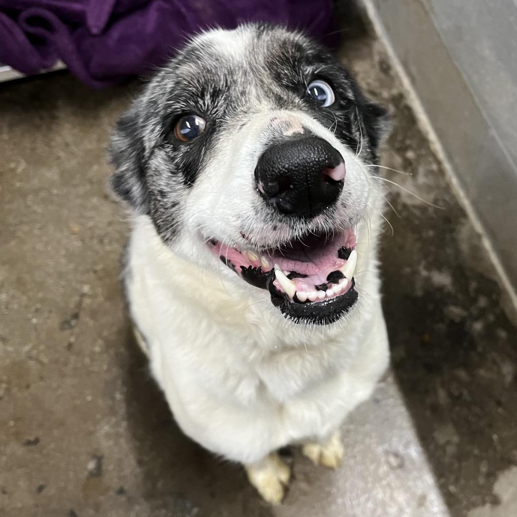 Enlarge Gracie, a Adoptable mixed breed in Corbin, KY image 5/5