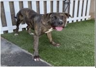 Curtis (50 Scent), Adoptable, Young Male Pit Bull Terrier.