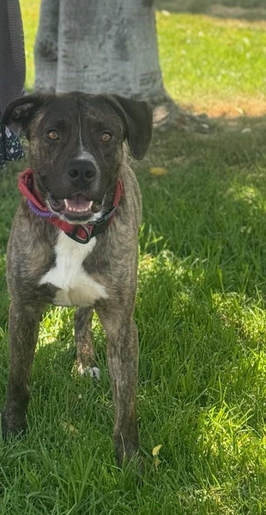 Enlarge Curtis (50 Scent), a Adoptable mixed breed in Ione, CA image 1/2