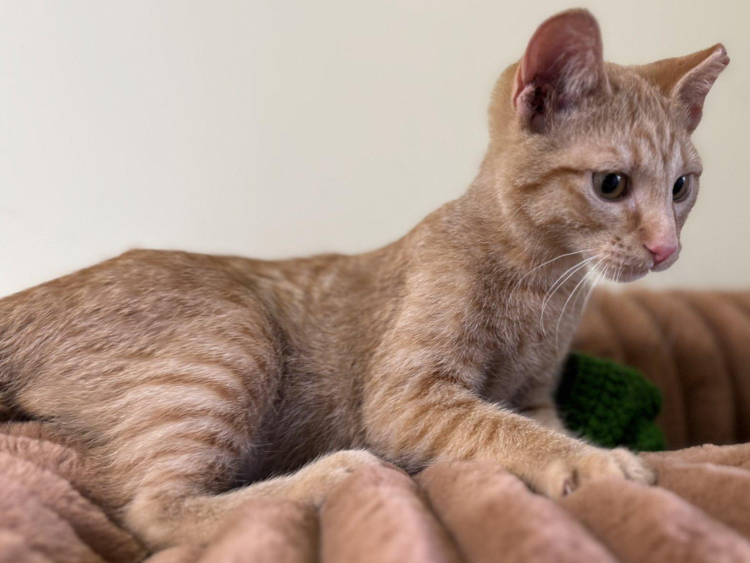 Azar, an adoptable Tabby, Domestic Short Hair in Republic, WA, 99166 | Photo Image 2