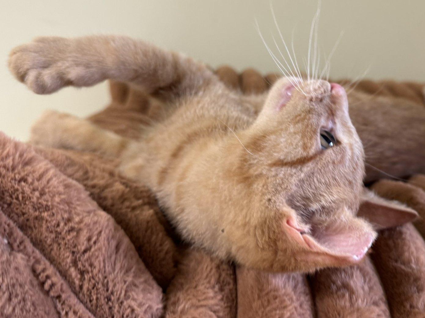 Azar, an adoptable Tabby, Domestic Short Hair in Republic, WA, 99166 | Photo Image 3