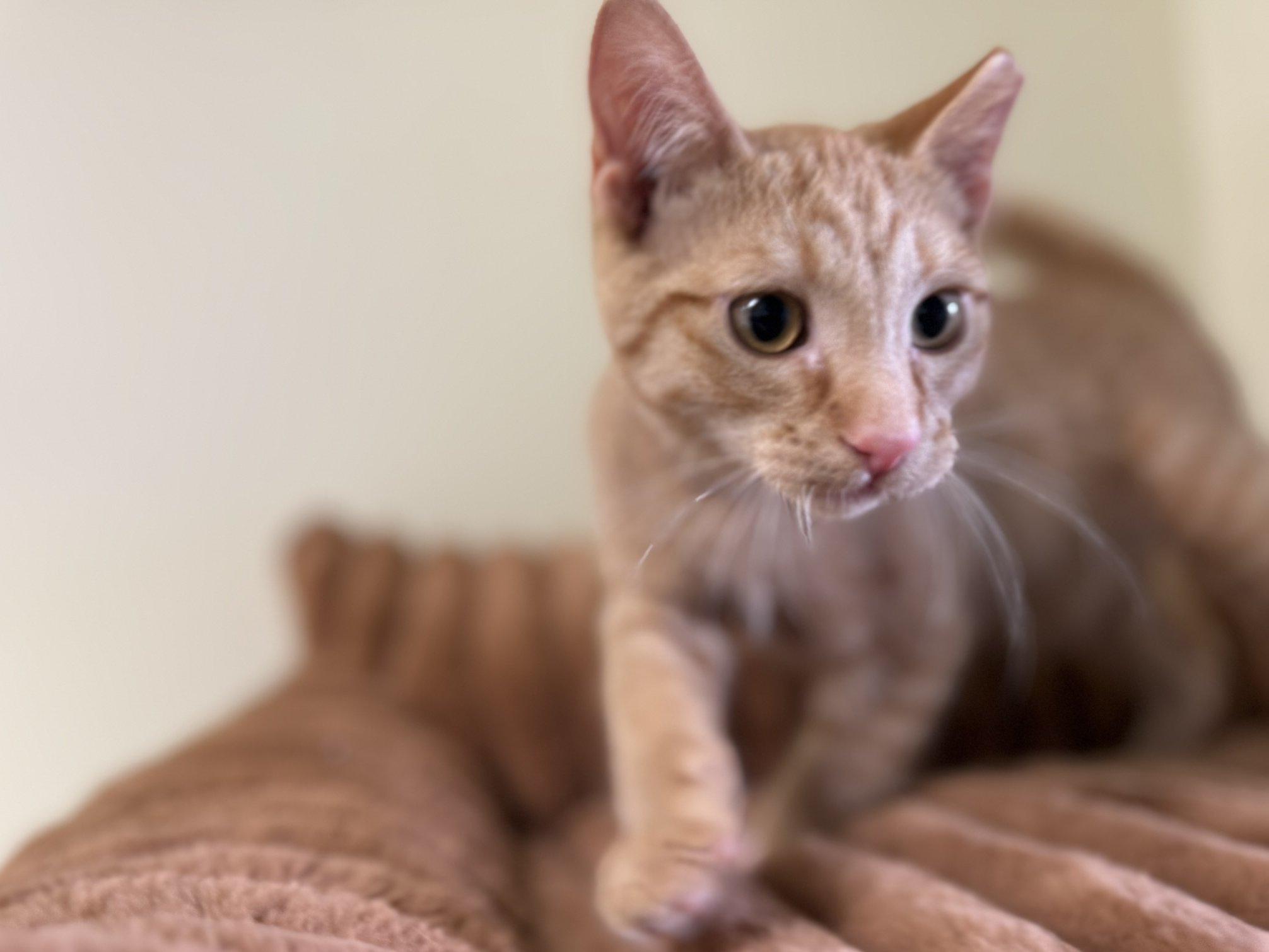 Azar, an adoptable Tabby, Domestic Short Hair in Republic, WA, 99166 | Photo Image 5
