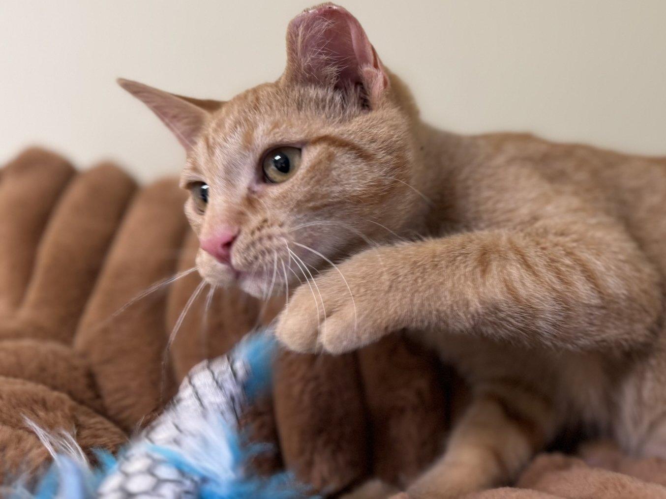 Azar, an adoptable Tabby, Domestic Short Hair in Republic, WA, 99166 | Photo Image 1