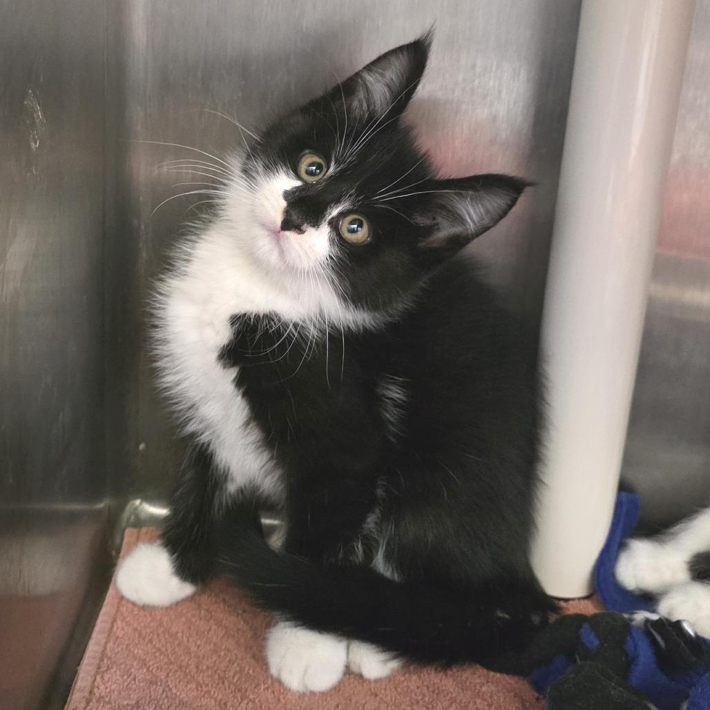 Stormfly, Adoptable, Kitten Male Domestic Medium Hair.