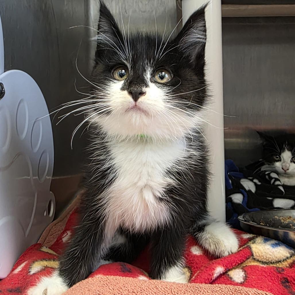 Enlarge Stormfly, a Adoptable Domestic Medium Hair in Fort Wayne, IN image 2/2