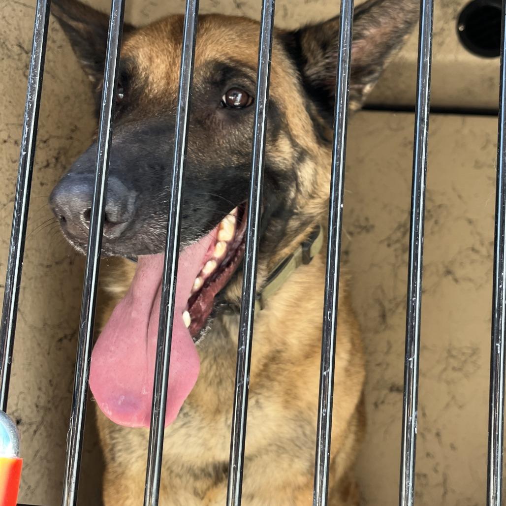 Maverick, Adoptable, Adult Male German Shepherd Dog.