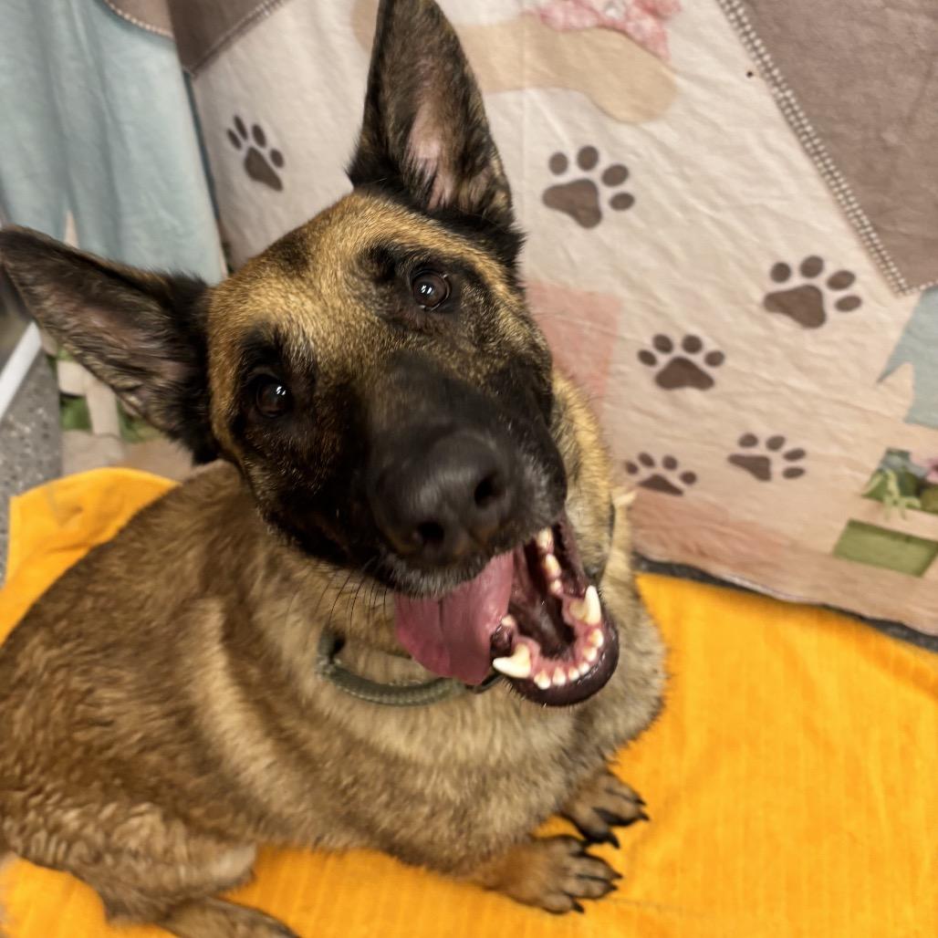 Maverick, a Adoptable German Shepherd Dog in Henderson, NV image 2/2