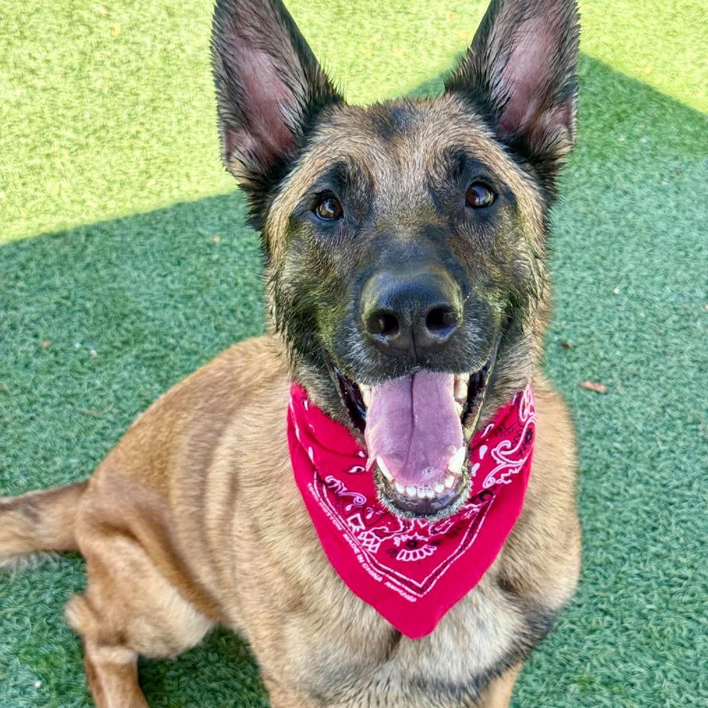 Maverick, a Adoptable German Shepherd Dog in Henderson, NV image 2/4