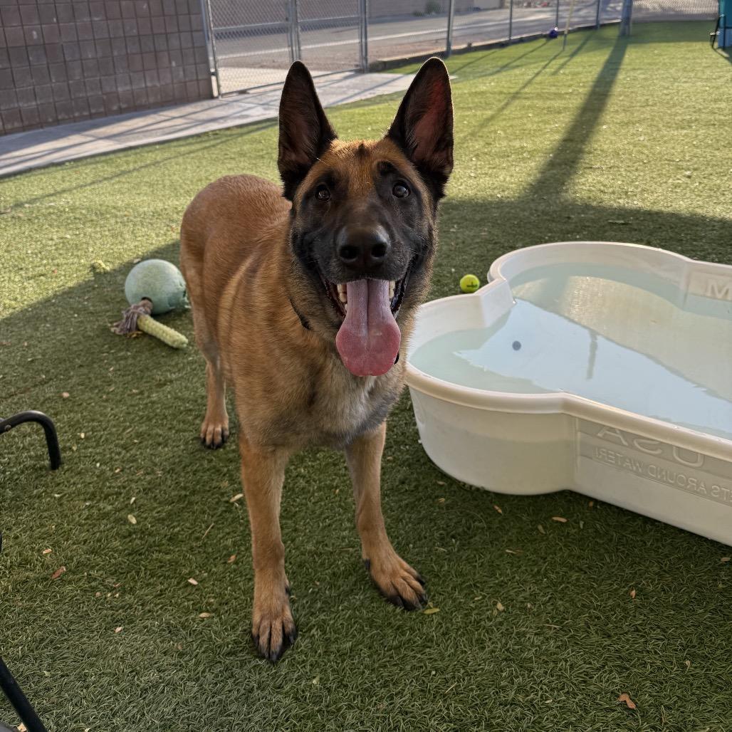 Maverick, a Adoptable German Shepherd Dog in Henderson, NV image 3/4