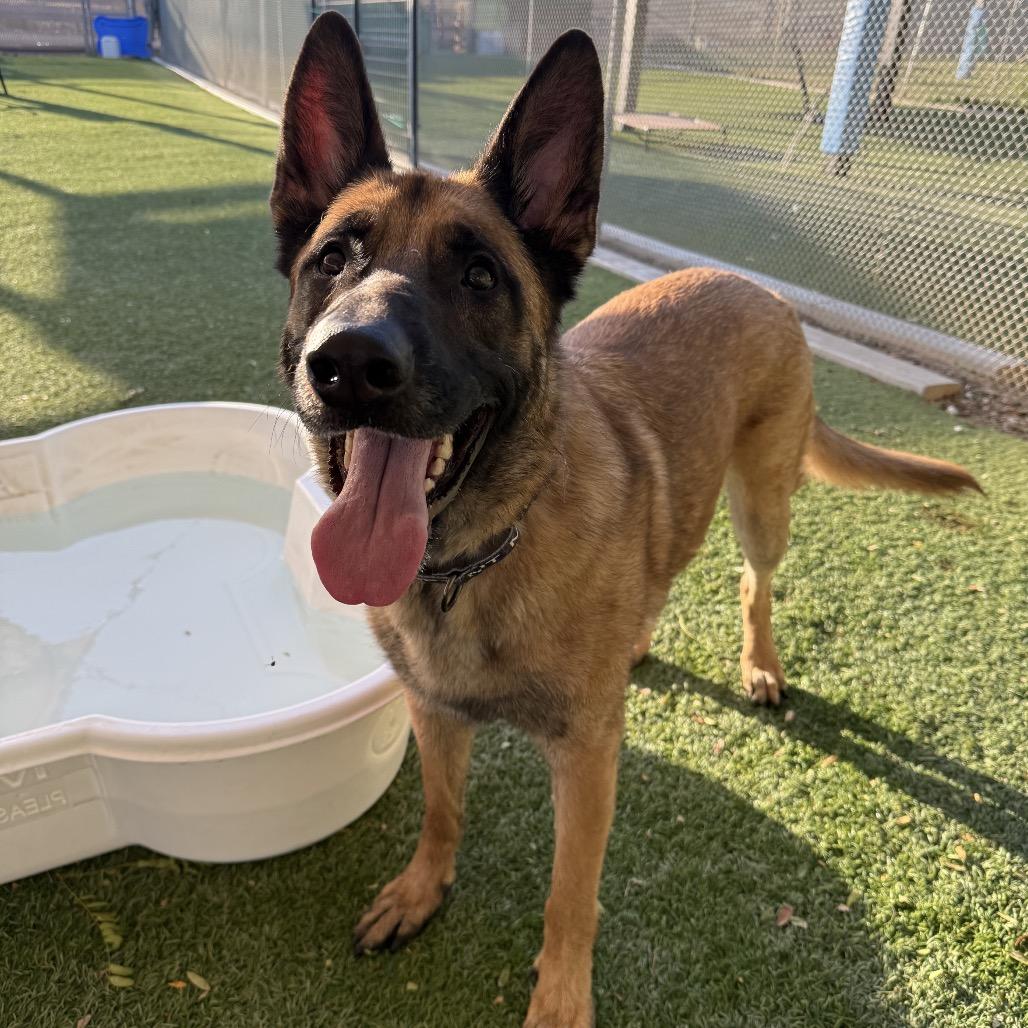 Maverick, a Adoptable German Shepherd Dog in Henderson, NV image 4/4