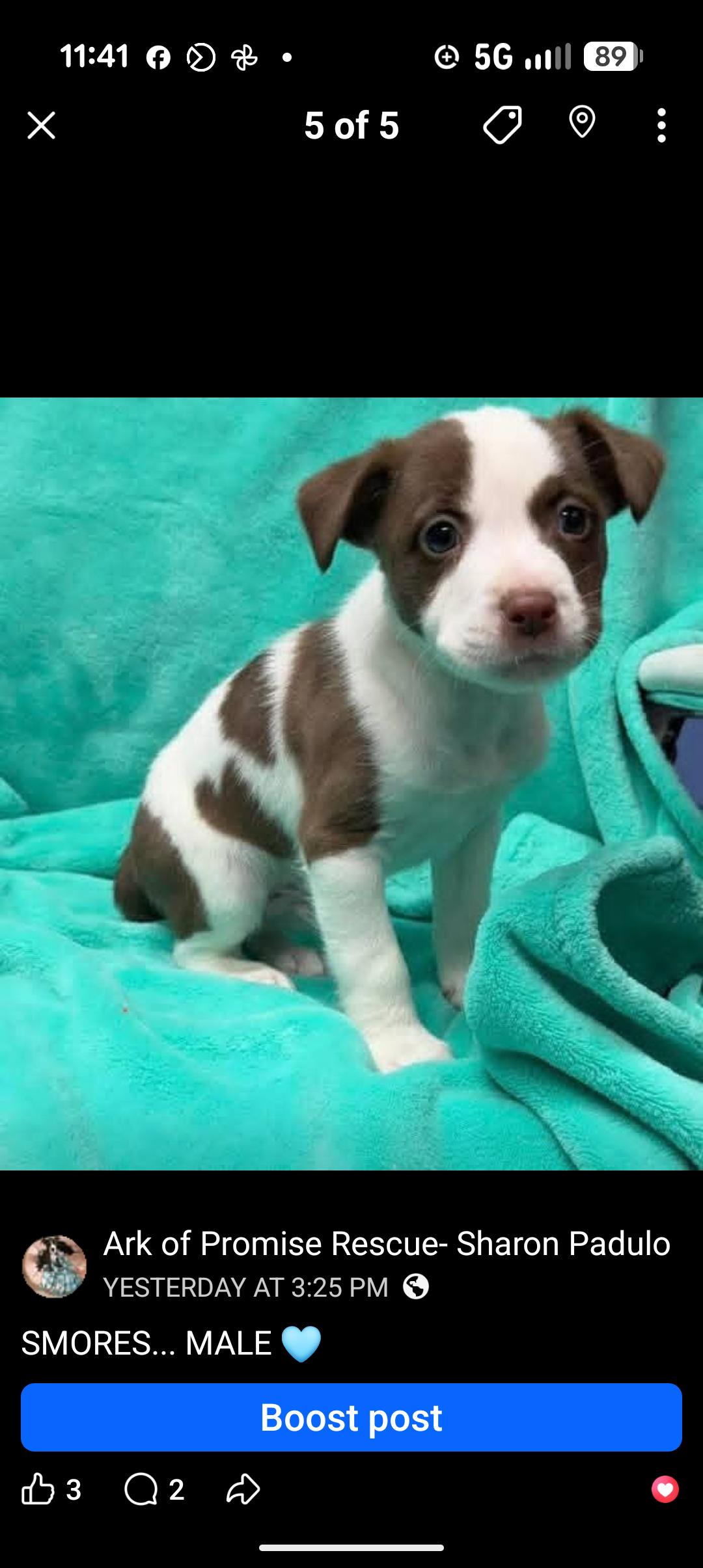 SMORES, adopted, Puppy Male Chocolate Labrador Retriever.