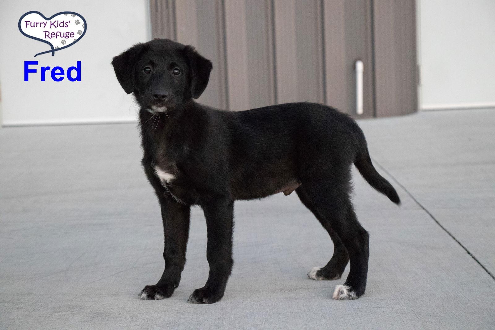 Fred, Adoptable, Puppy Male Labrador Retriever & Great Pyrenees.