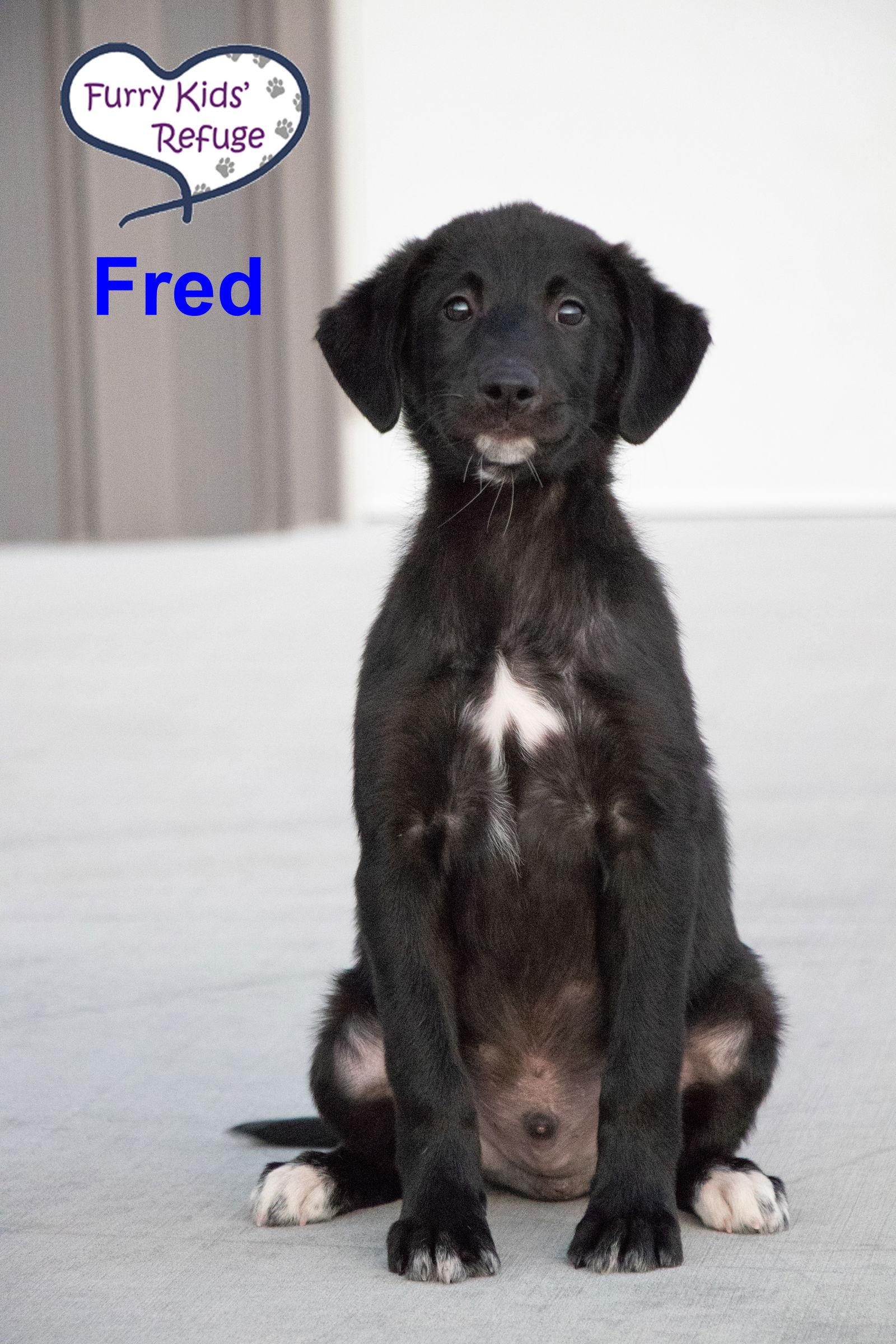 Enlarge Fred, a Adoptable mixed breed in Lee's Summit, MO image 2/3