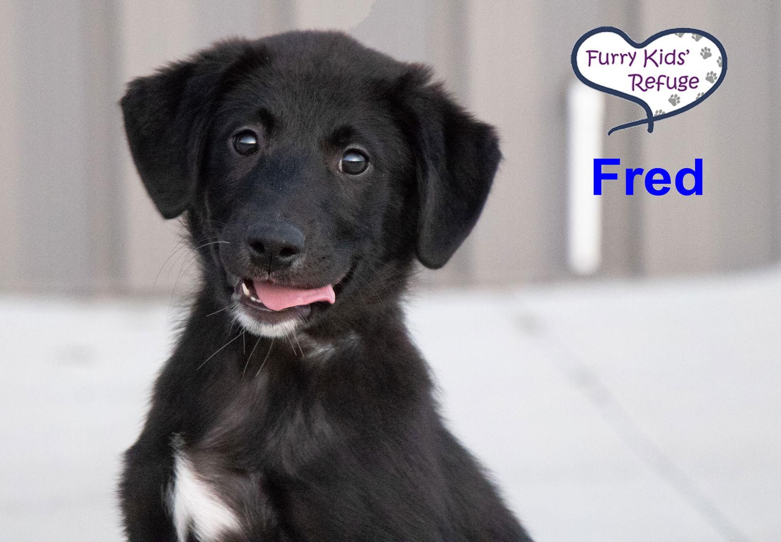 Enlarge Fred, a Adoptable mixed breed in Lee's Summit, MO image 3/3