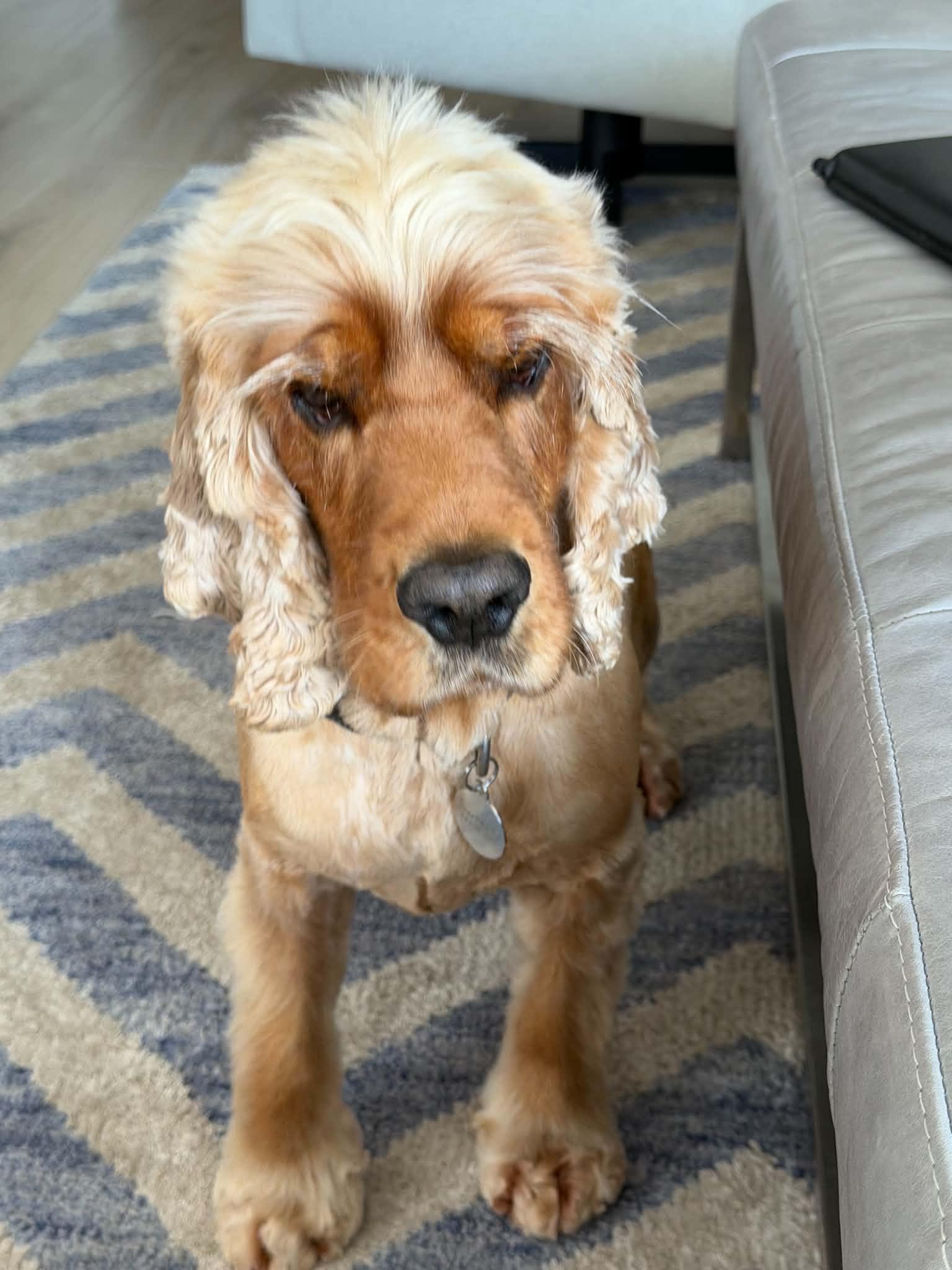 Enlarge Toby, an adopted Cocker Spaniel in Toronto, ON image 5/6