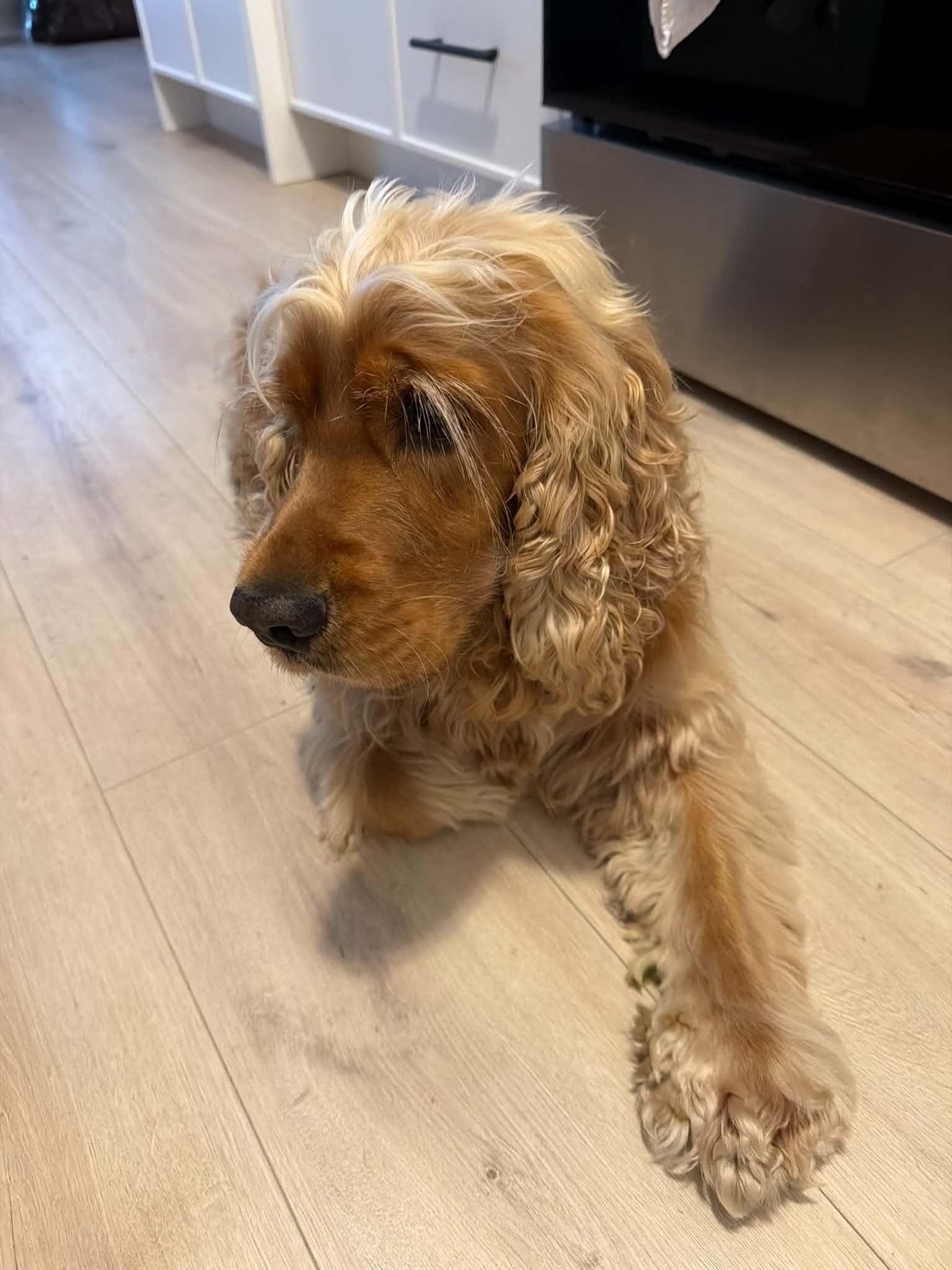 Enlarge Toby, an adopted Cocker Spaniel in Toronto, ON image 3/6