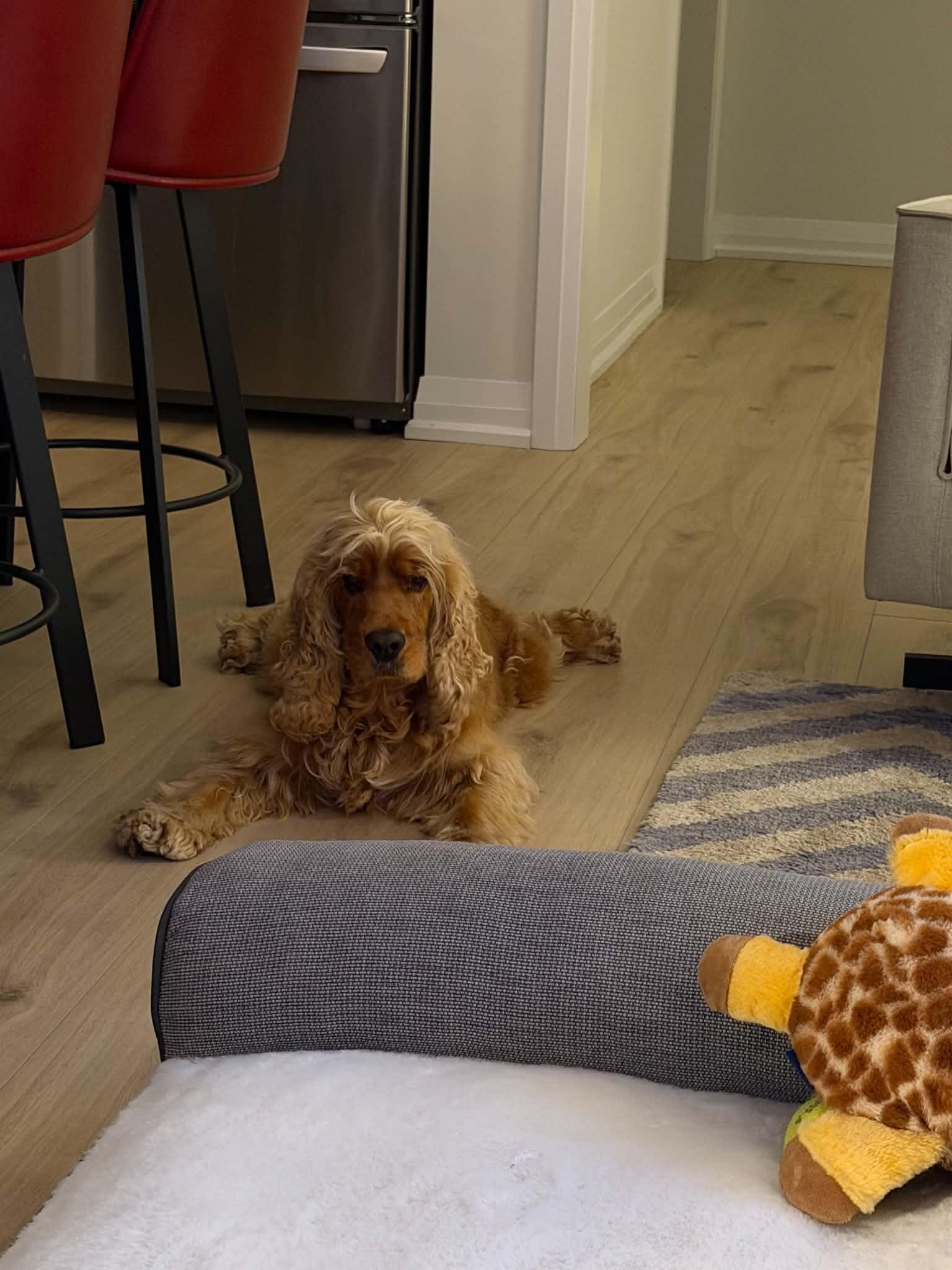 Enlarge Toby, an adopted Cocker Spaniel in Toronto, ON image 4/6