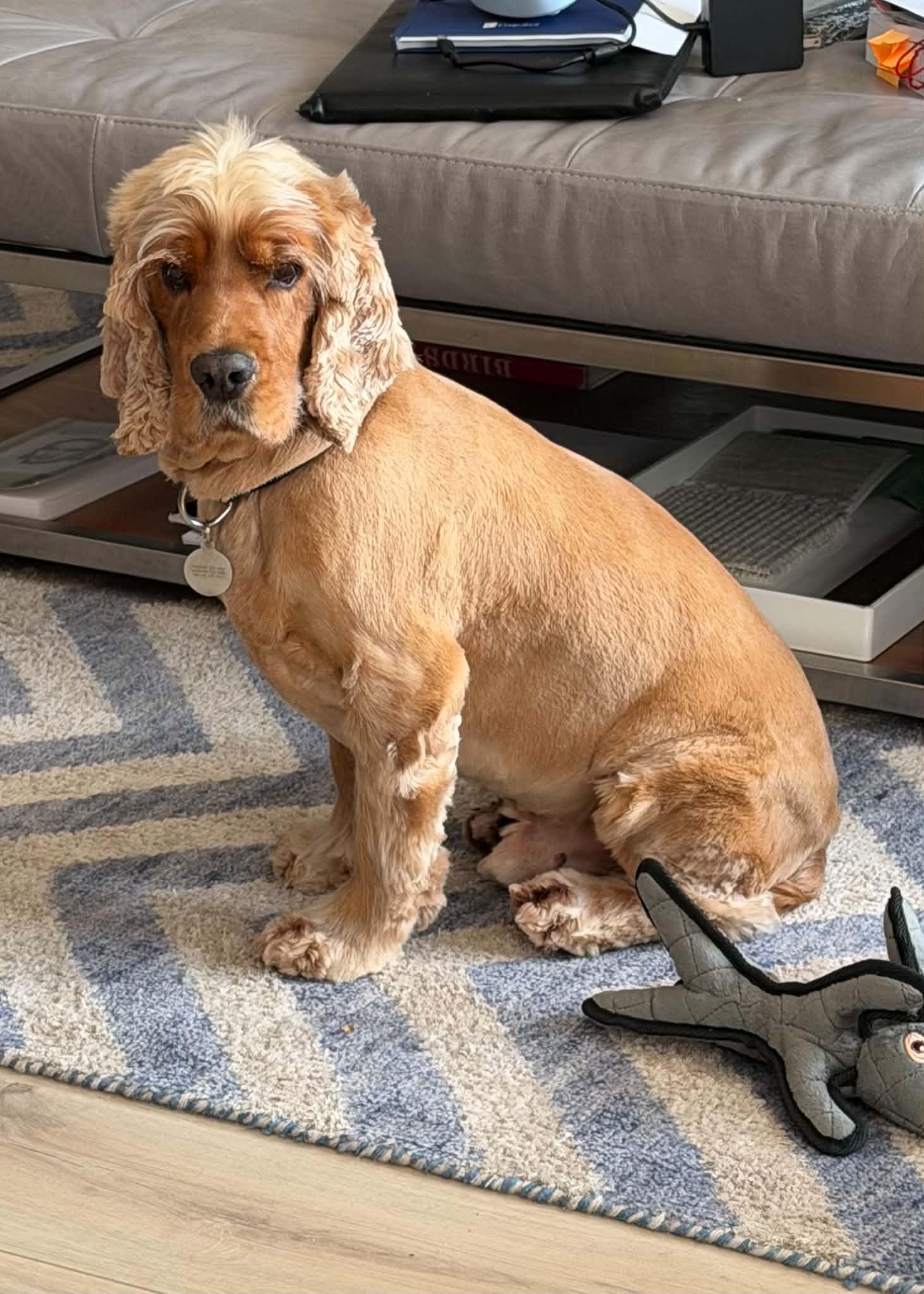 Enlarge Toby, an adopted Cocker Spaniel in Toronto, ON image 6/6