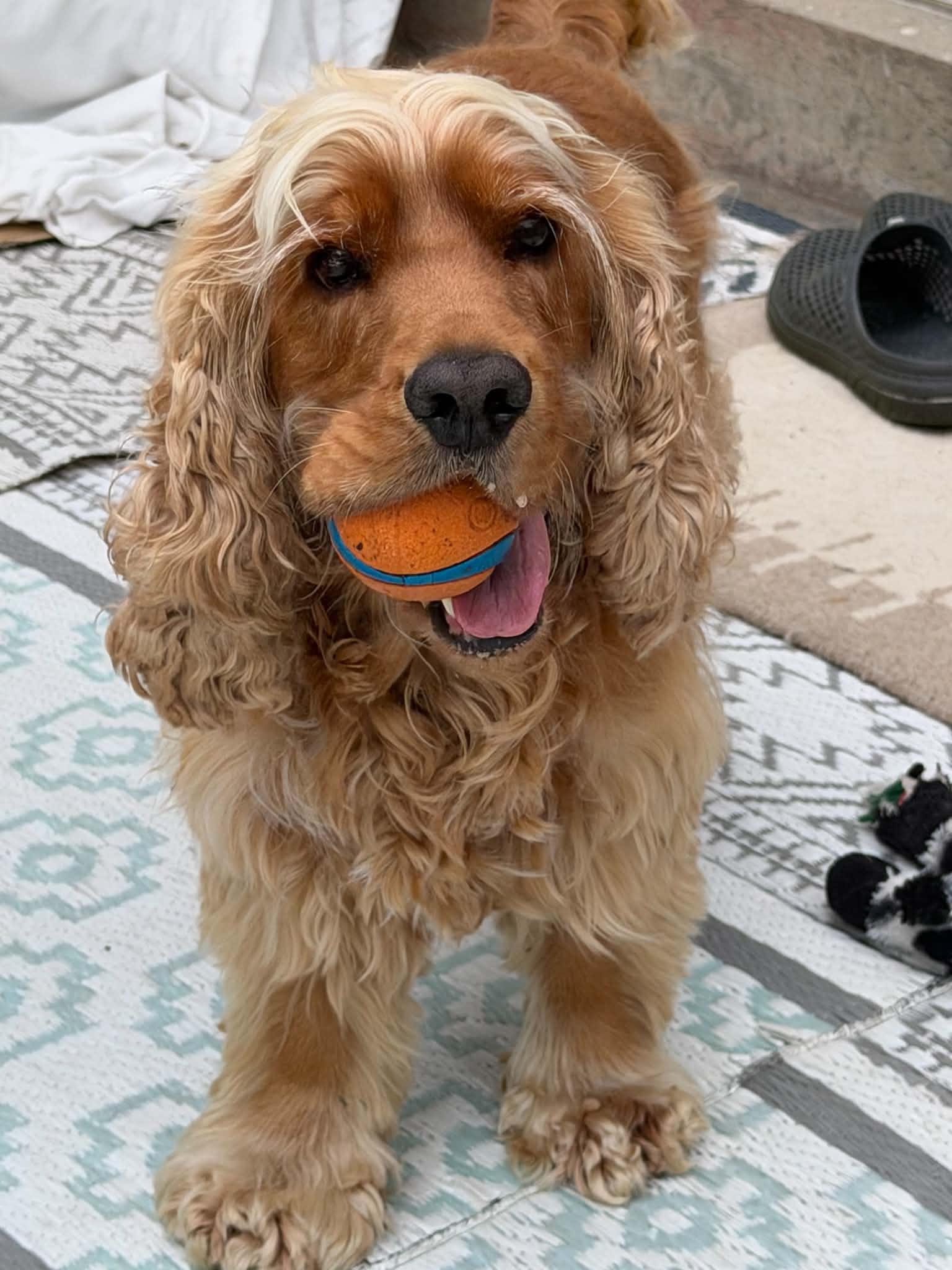 Toby, adopted, Adult Male Cocker Spaniel.