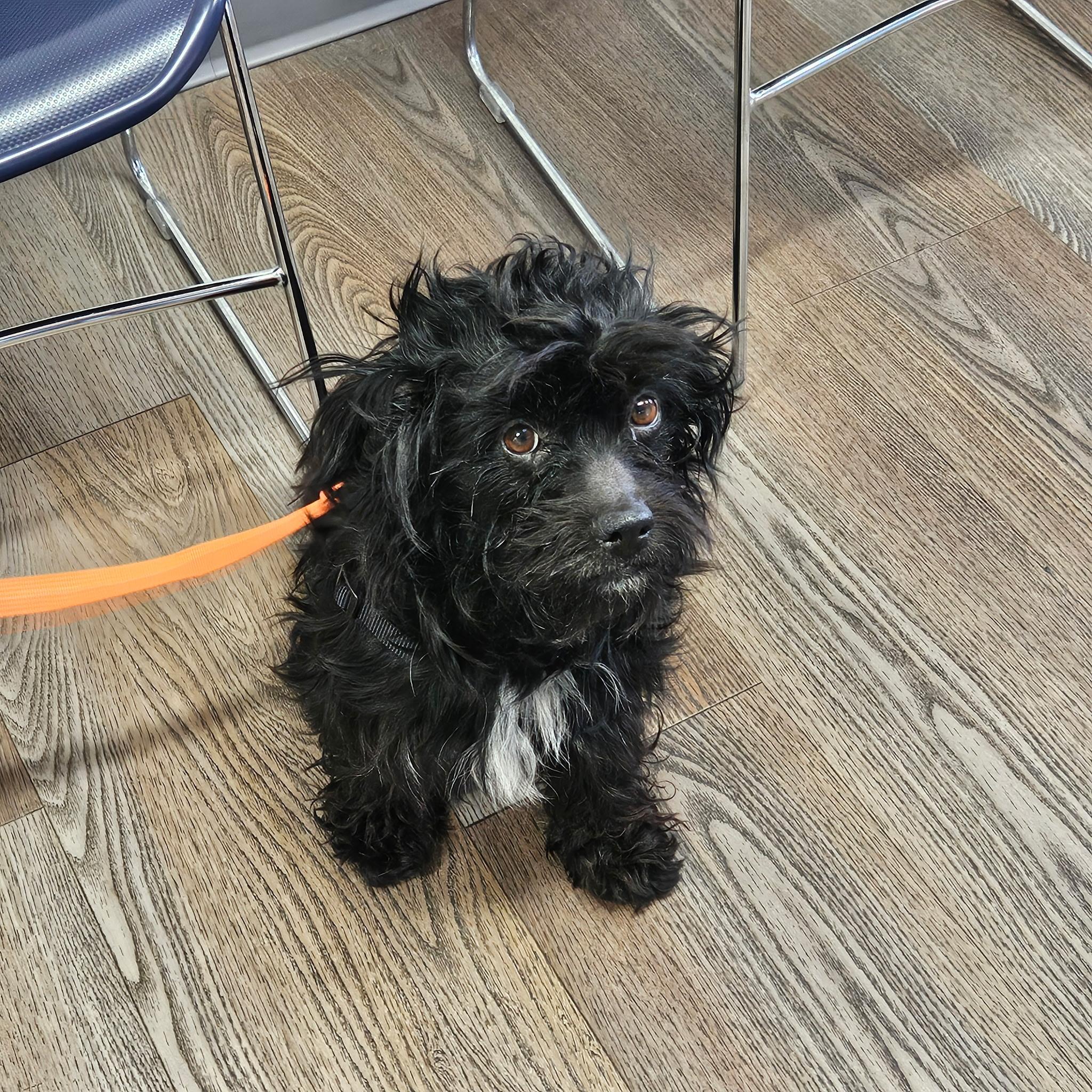 Jasper, adopted, Adult Male Morkie.